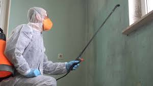 Best Basement Mold Removal  in Santa Fe, TX